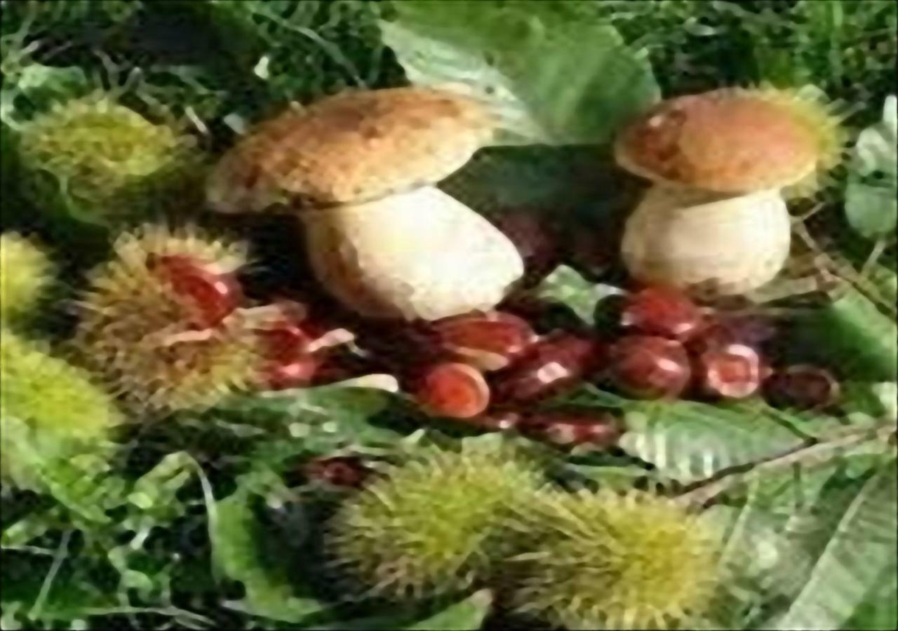 La Casa Di Nena Διαμέρισμα Vivo dʼOrcia Εξωτερικό φωτογραφία